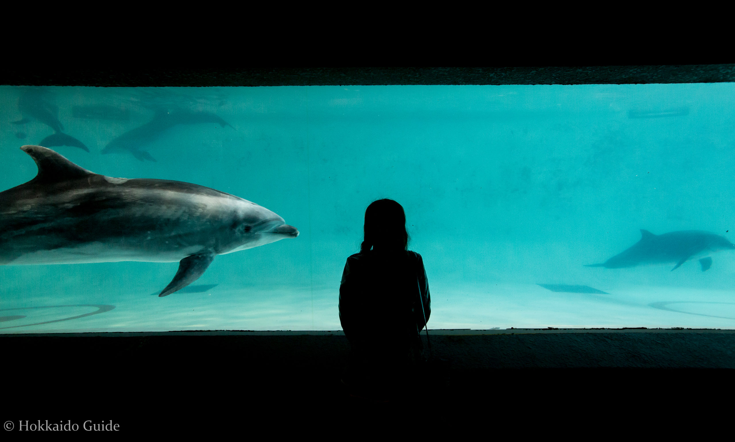 พิพิธภัณฑ์สัตว์น้ำโอตารุ (Otaru Aquarium)