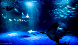 Otaru Aquarium