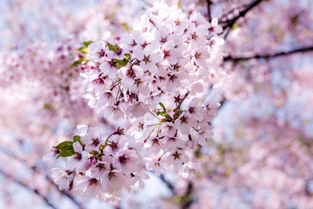 Cherry Blossom Viewing - Hokkaido Guide