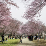 Shizunai Cherry Blossom Festival