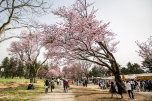 Shizunai Cherry Blossom Festival