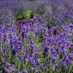 Lavender at Hitsujigaoka Observation Hill