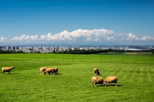 Sheep at Hitsujigaoka Observation Hill