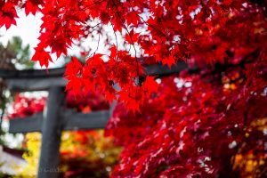 Iyahiko Shrine Autumn leaves