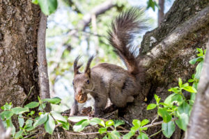 Asahiyama park squirrel