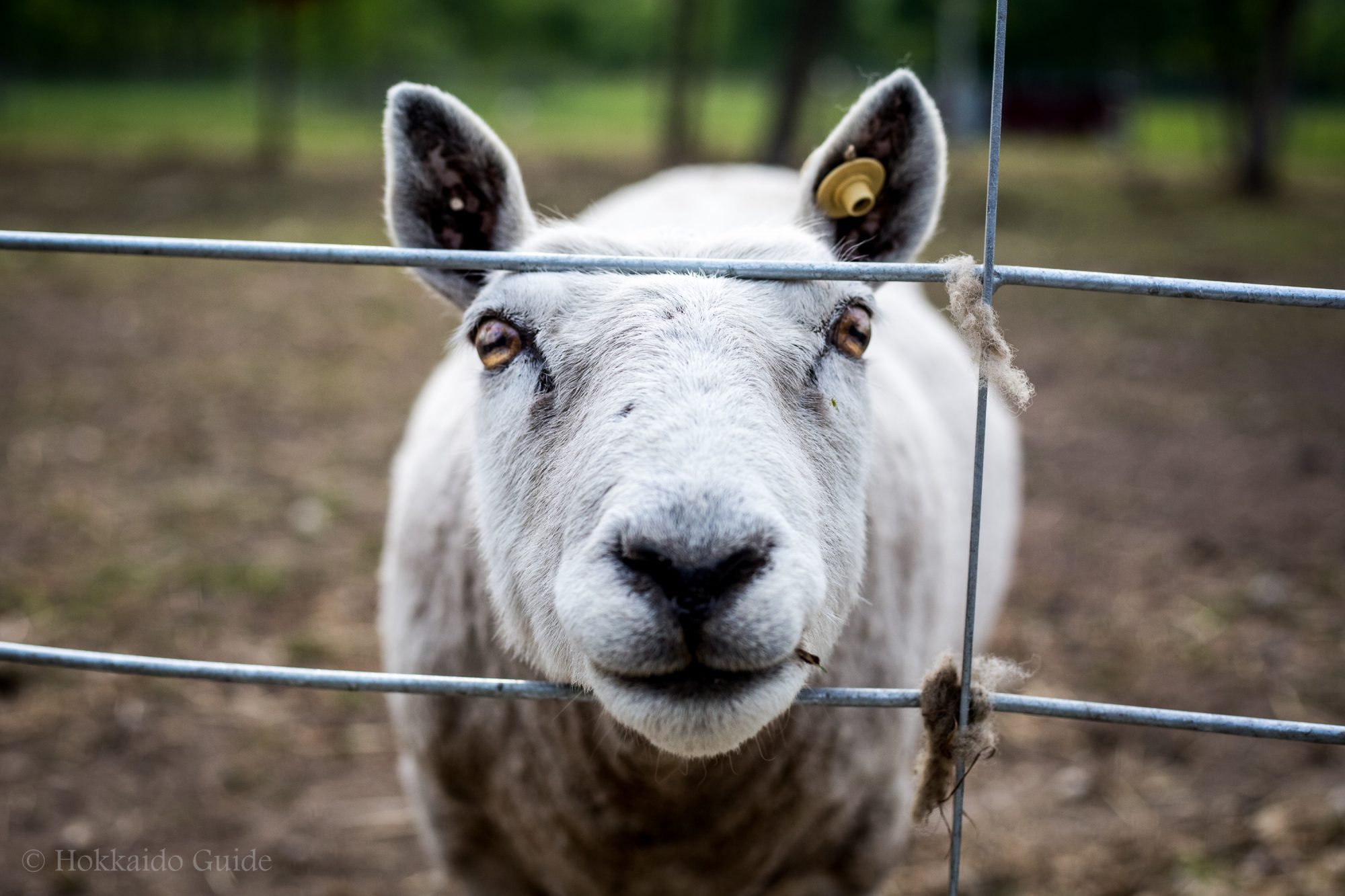Ecorin Village farm sheep