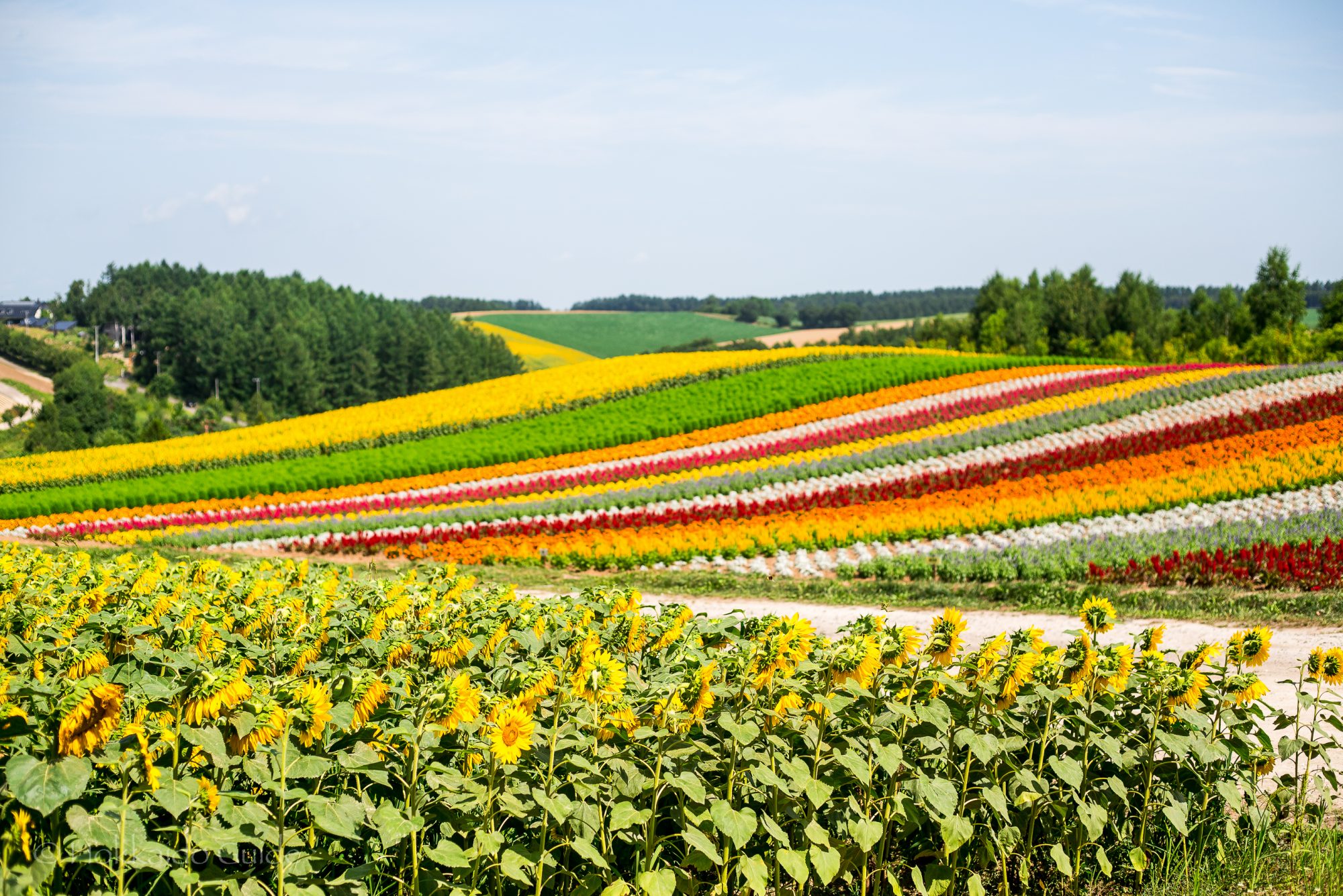 shikisai-no-oka-hokkaido-guide