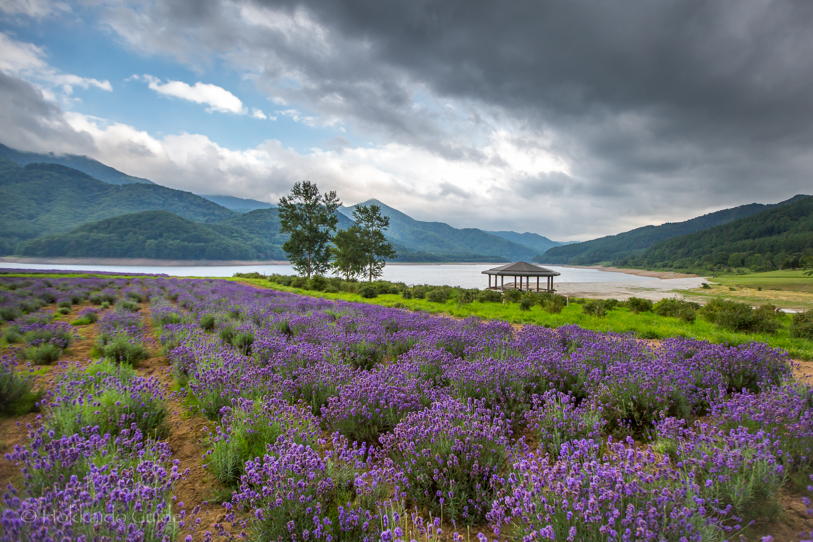 Lake Kanayama Lavender Fields - Hokkaido Guide