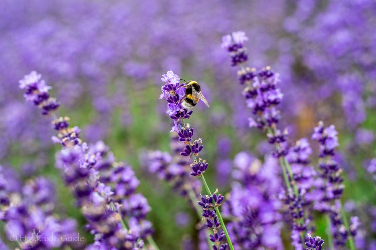 Horomitoge Lavender Garden - Hokkaido Guide