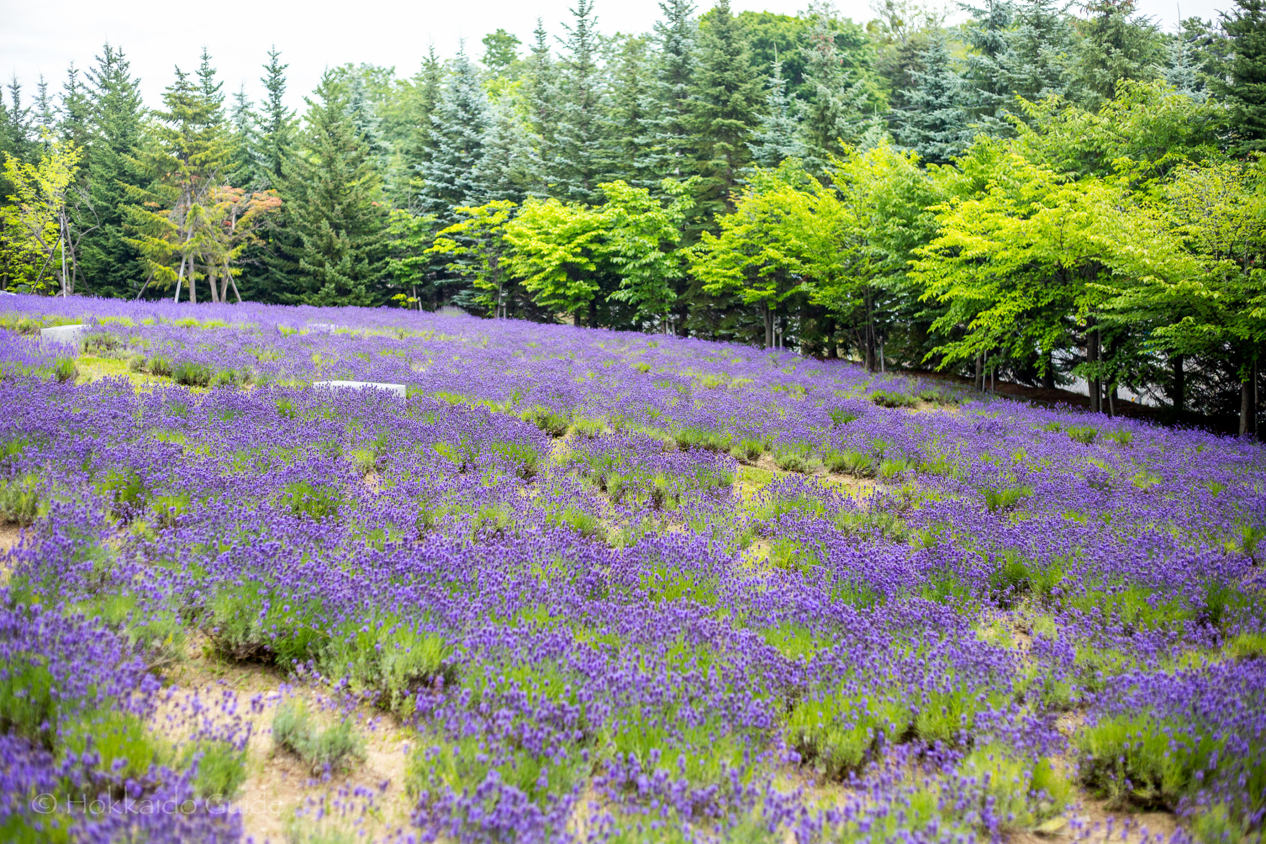 Tokai Lavender Fields